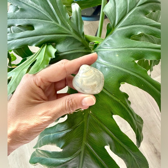 Agatized Shell – Natural Fossil - Picture 2 of 4